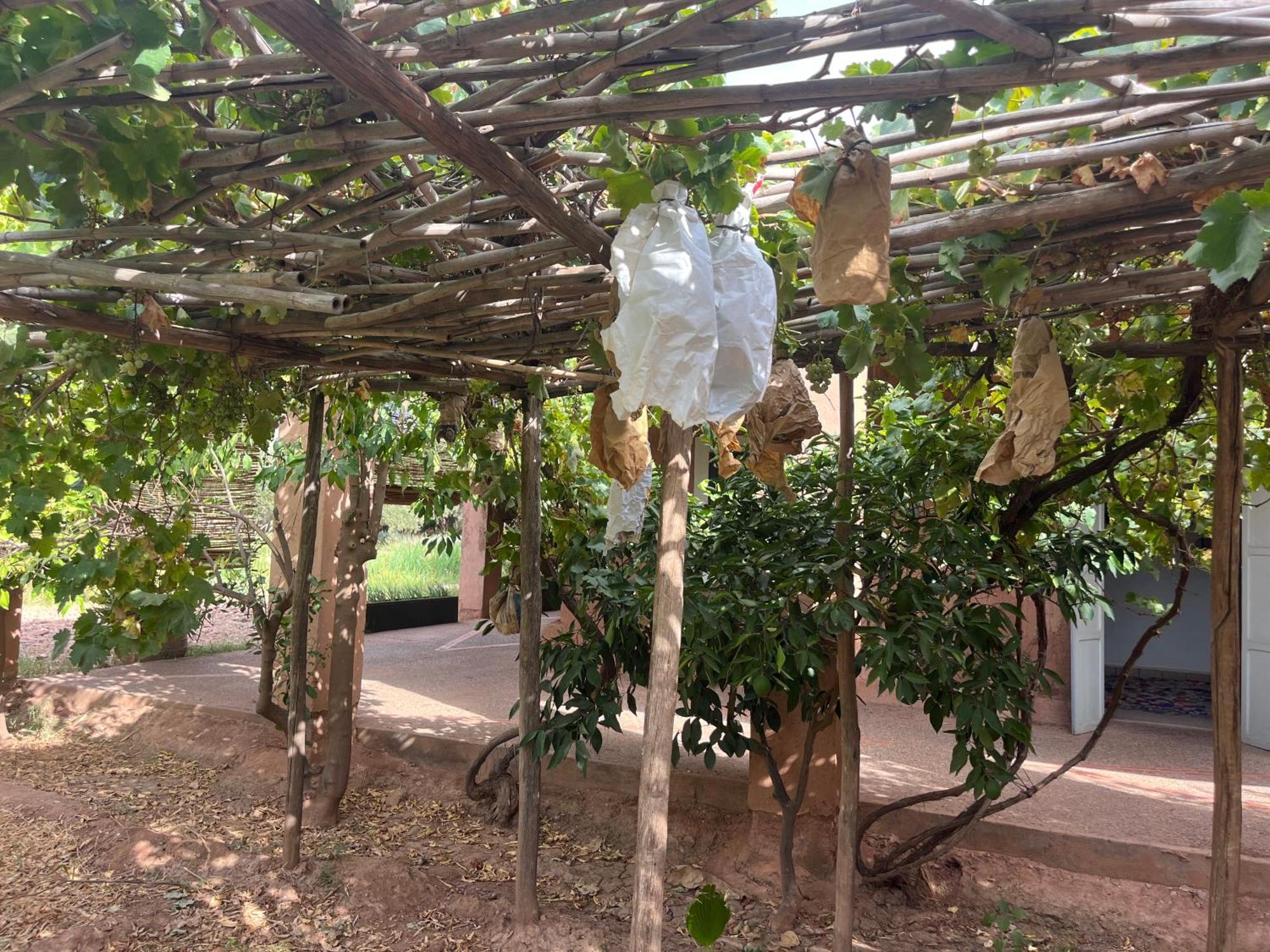 La Ferme Berbere Adult Only Bed & Breakfast El Harkat Eksteriør bilde